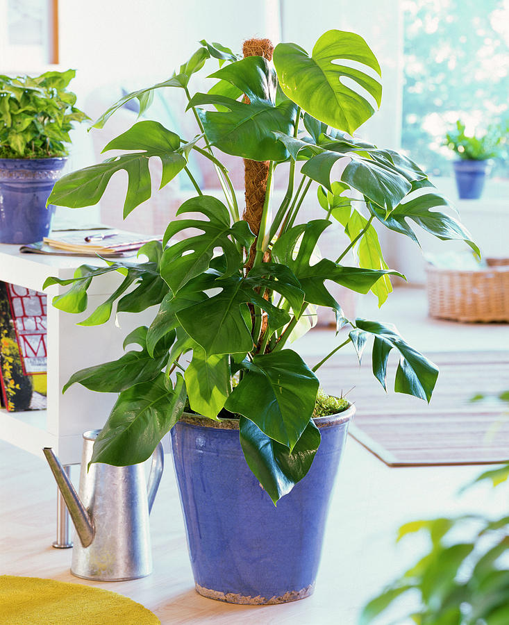 Monstera Deliciosa In Blue Pot On The Ground Photograph by Friedrich Strauss