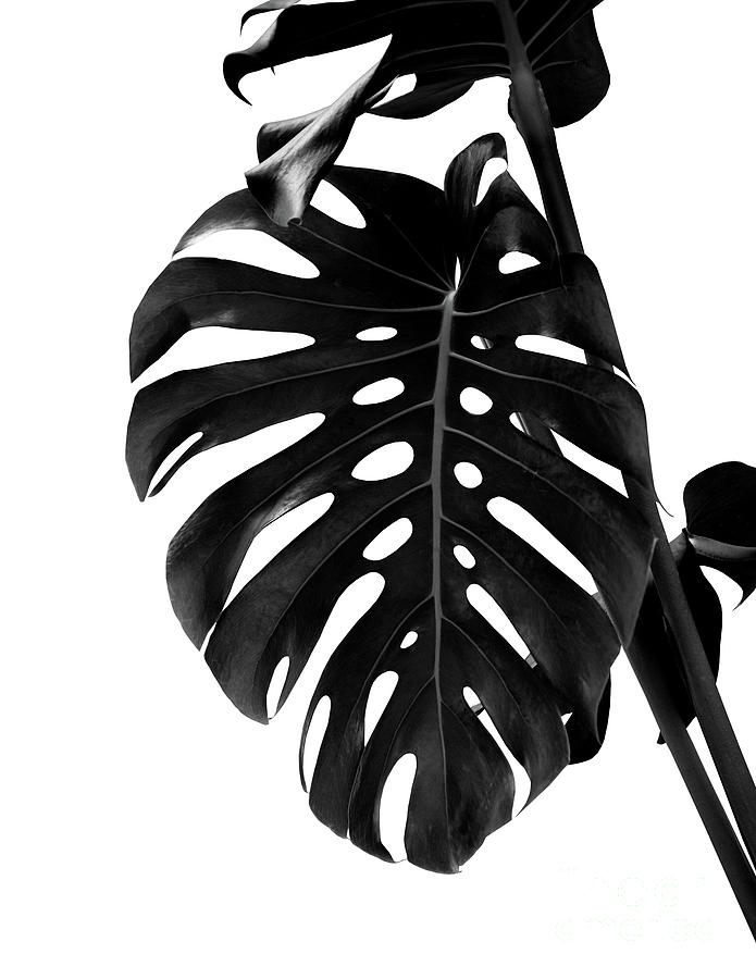 Nature Photograph - Monstera Delight #2 #tropical #decor #art by Anitas and Bellas Art