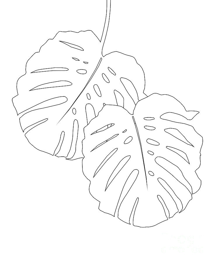 Abstract Drawing - Monstera Leaves Finesse Line Art #1 #minimal #decor #art  by Anitas and Bellas Art