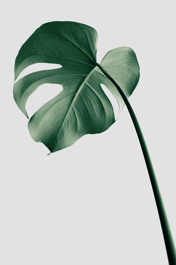 Monstera Natural 36 Photograph by 1x Studio Iii
