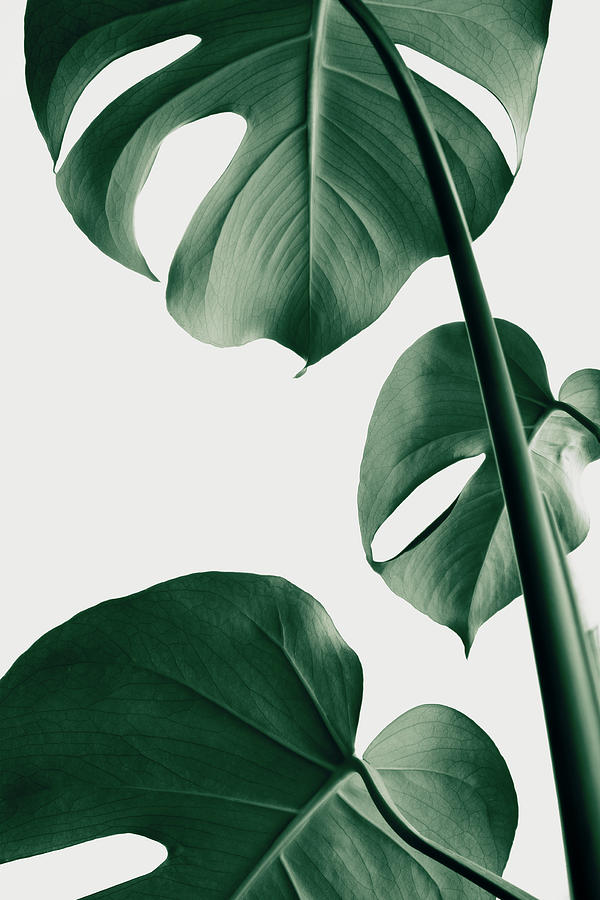 Monstera Natural 37 Photograph by 1x Studio Iii