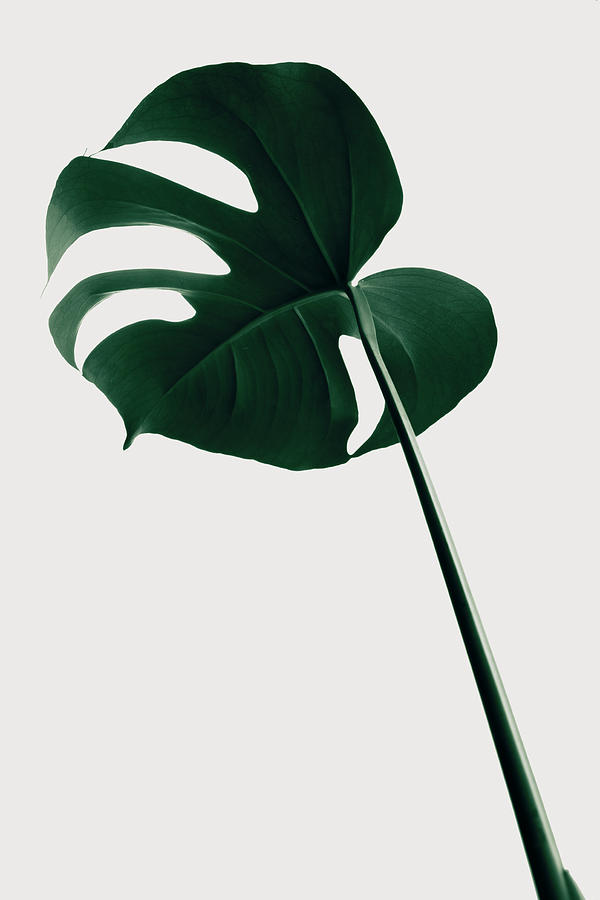 Monstera Natural 40 Photograph by 1x Studio Iii