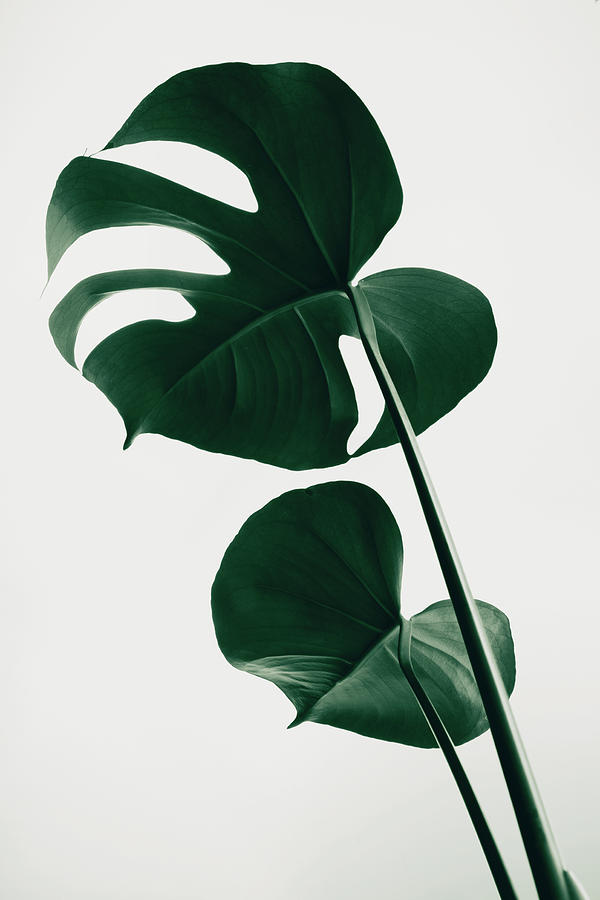 Monstera Natural 41 Photograph by 1x Studio Iii