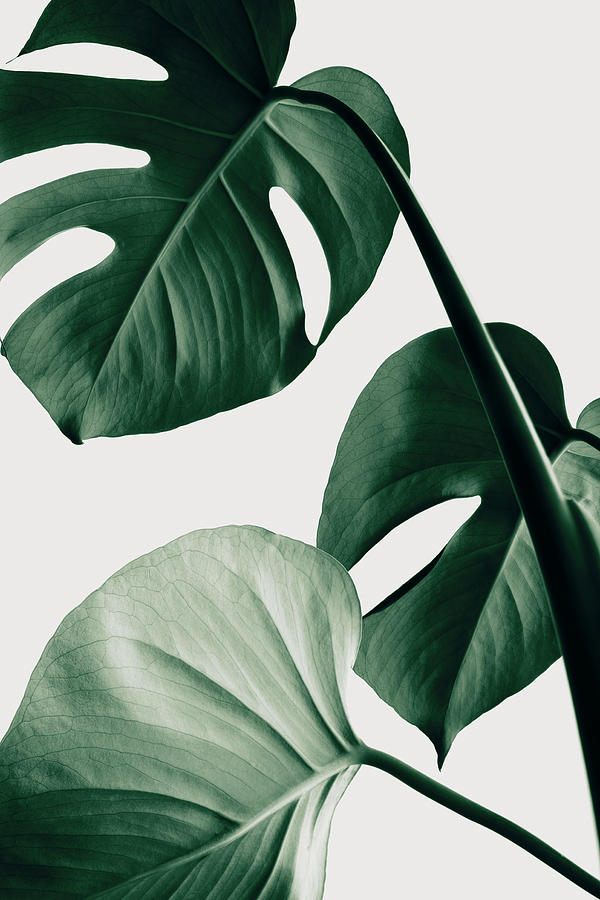 Monstera Natural 42 Photograph by 1x Studio Iii
