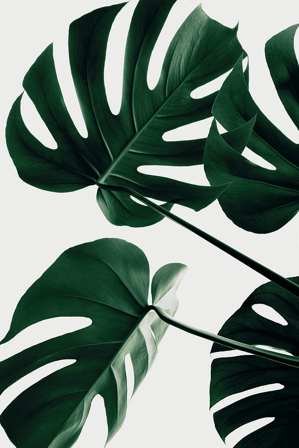 Monstera Natural 43 Photograph by 1x Studio Iii