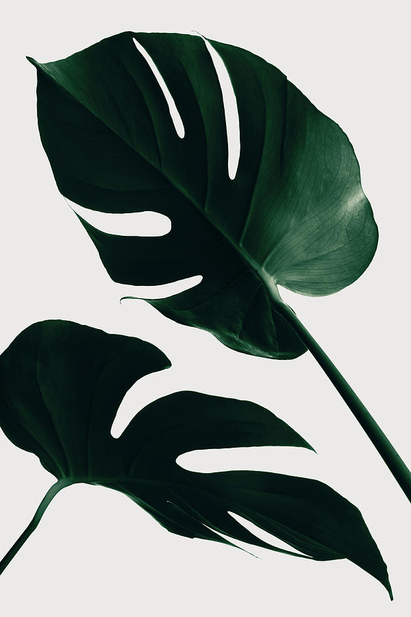 Monstera Natural 45 Photograph by 1x Studio Iii