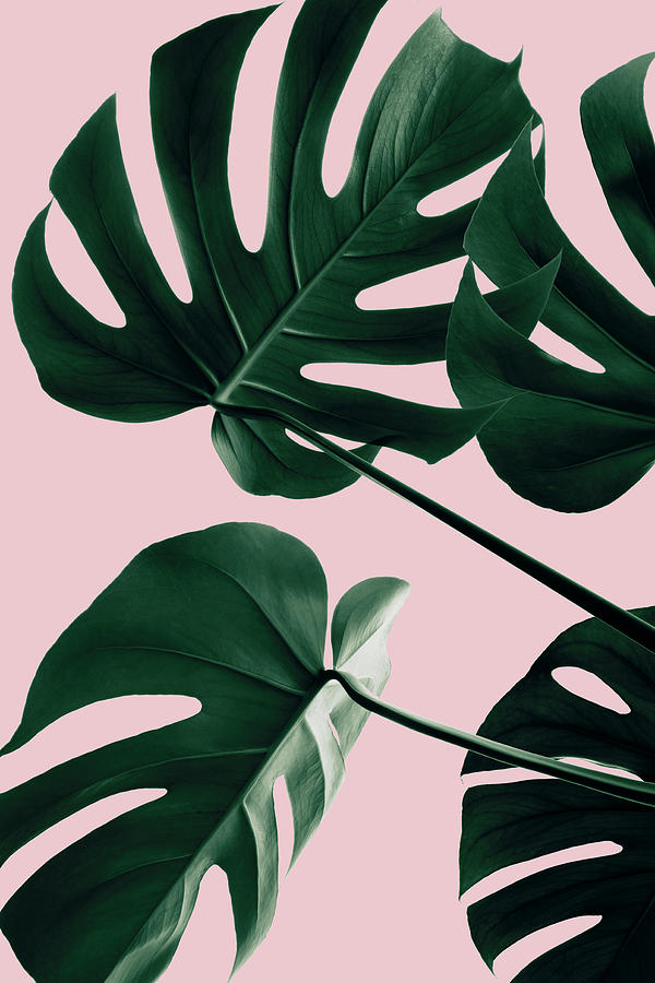 Monstera Pink No 08 Photograph by 1x Studio Iii - Fine Art America