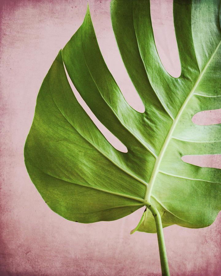 Monstera Pink One Photograph by Lupen Grainne