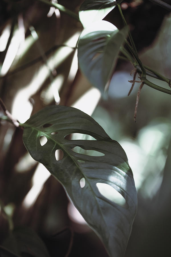 Monstrea Leaves Nature_1 Photograph by 1x Studio Iii