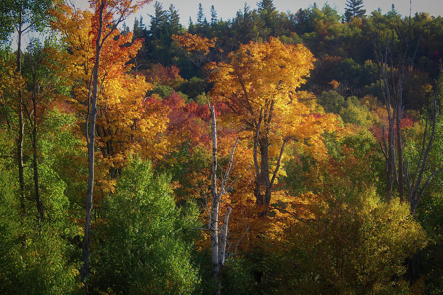 Mont Tremblant Fall Foliage Photograph by Andy Konieczny