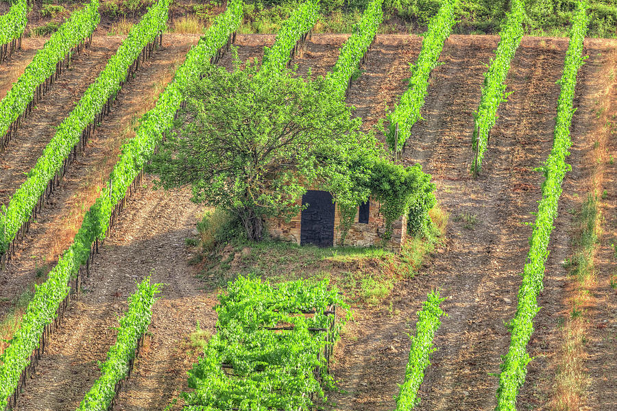 Wine Photograph - Montalcino - Italy by Joana Kruse