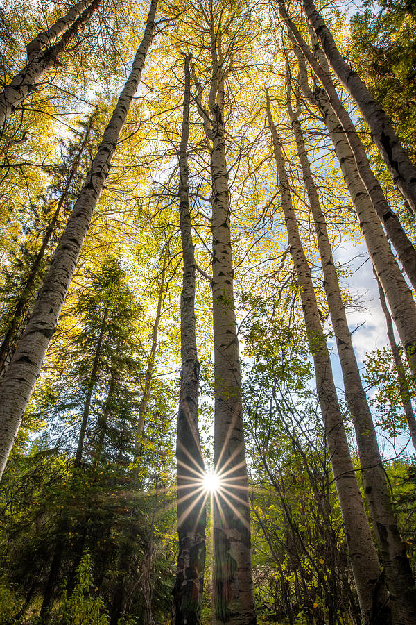 Montana Autumn Aspen Photograph by Matt Hammerstein