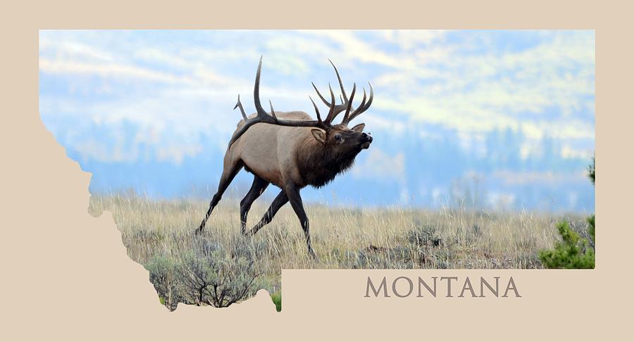 Nature Photograph - Montana Bull Elk by Whispering Peaks Photography