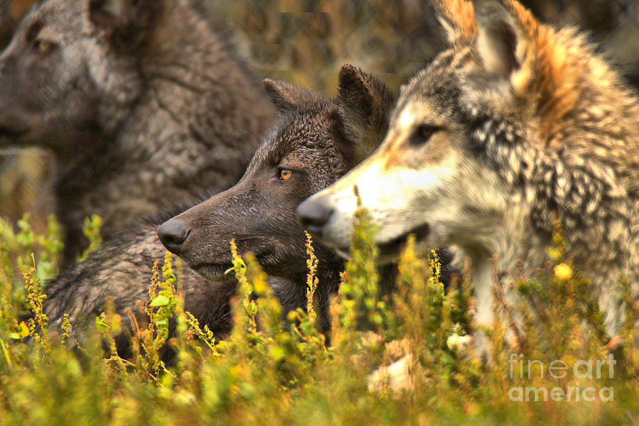 Montana Gray Wolf Pup Trio Photograph by Adam Jewell