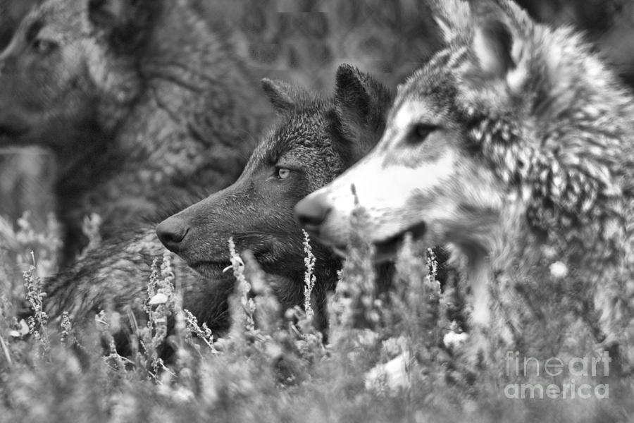 Montana Gray Wolf Pup Trio Black And White Photograph by Adam Jewell