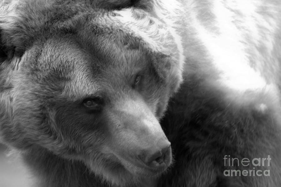 Montana Grizzly Looking Back Black And White Photograph by Adam Jewell