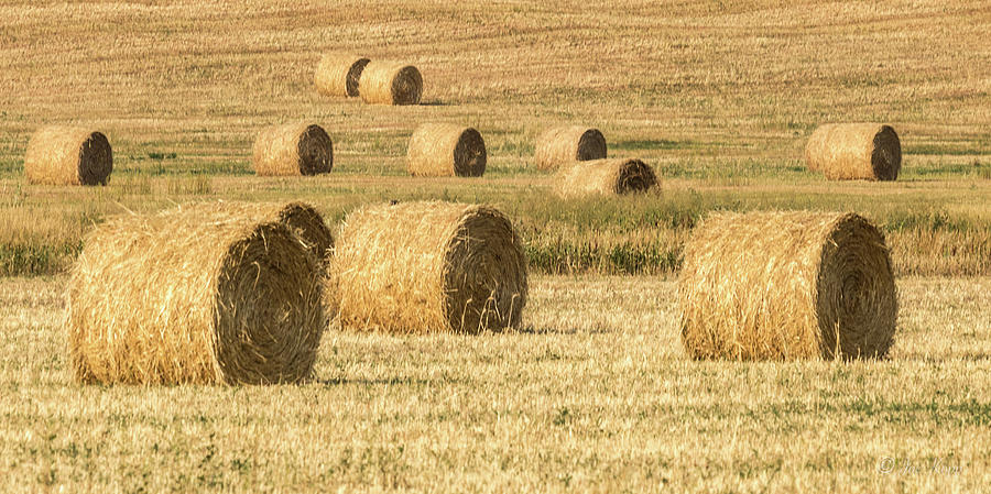 Montana Hay Rolls Photograph by Joe Kopp