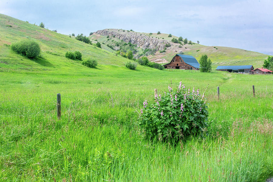Montana Meadow View Photograph by Douglas Wielfaert