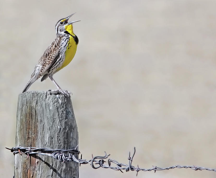 Meadowlark Photograph - Montana Meadowlarks Spring Song by Jennie Marie Schell