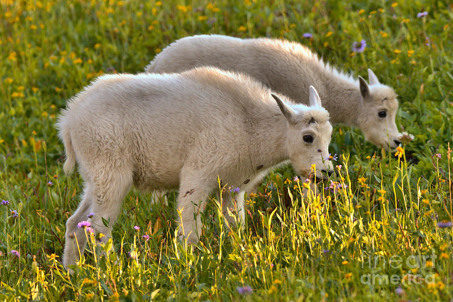 Glacier National Park Photograph - Montana Mountain Goat Duo by Adam Jewell