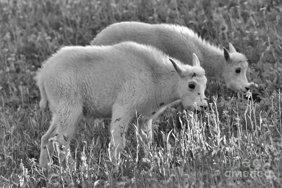 Glacier National Park Photograph - Montana Mountain Goat Duo Black And White by Adam Jewell