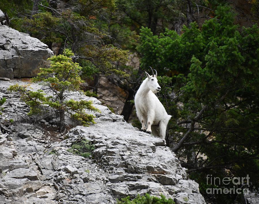 Montana Mountain Goat Photograph by Steve Brown