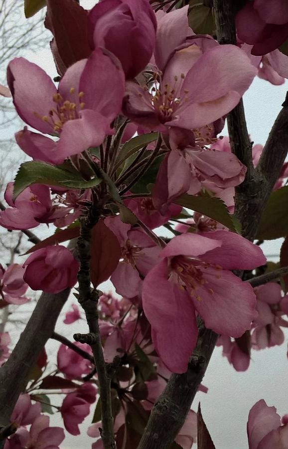 Montana Tree Flowers in Pink Photograph by Cindy Boyd