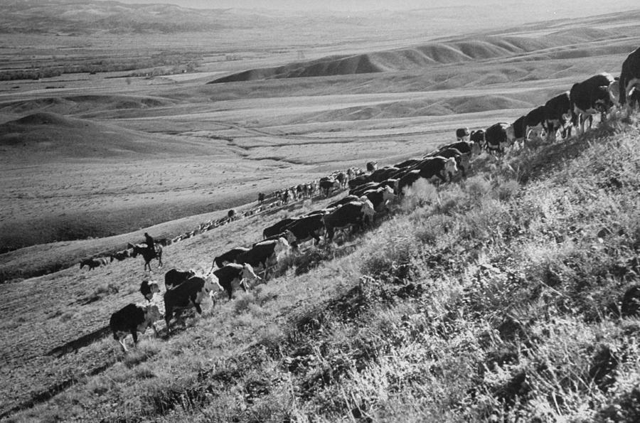 Montana, United States Photograph by Ralph Crane