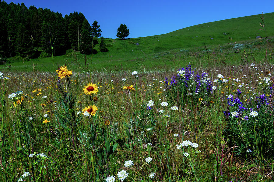 Montana Wildflowers Photograph by Douglas Wielfaert