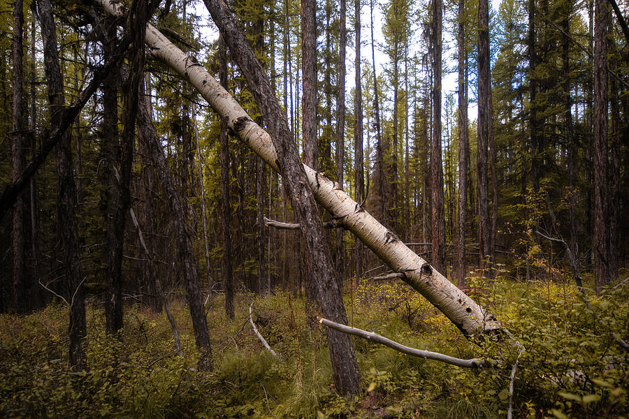 Montana Woodland 2 Photograph by Matt Hammerstein