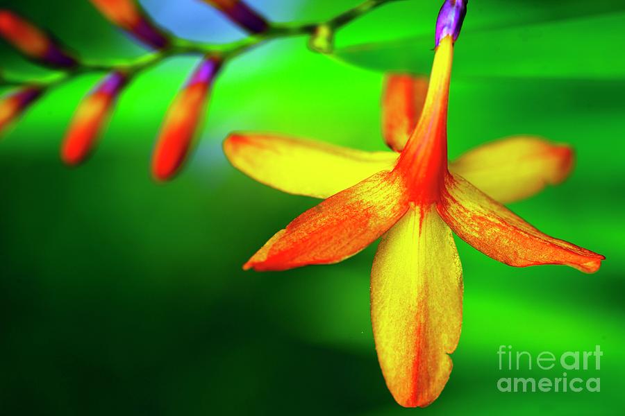 Montbretia (crocosmia 'lucifer') Flower Photograph by Ian Gowland ...