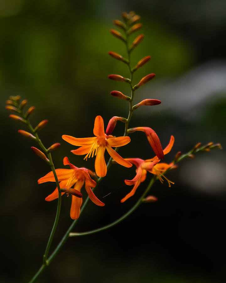 Flower Photograph - Montbretia by Hector Rivera