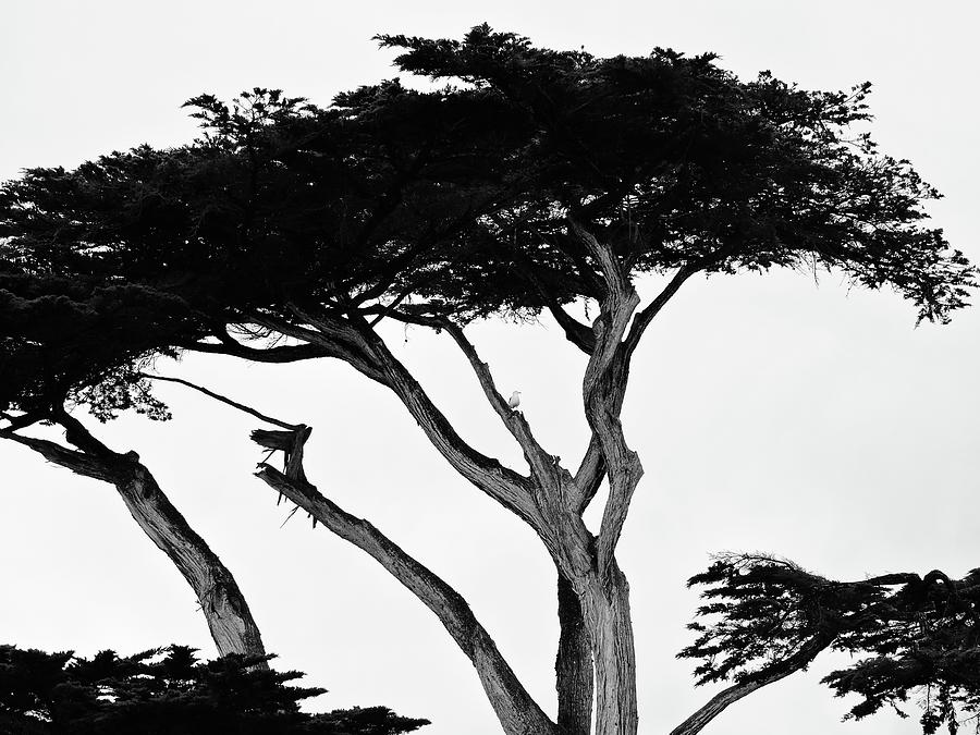 Monterey Cypress Photograph by Connor Beekman