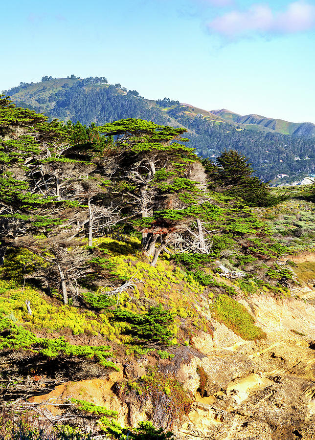 Monterey Cypress Photograph by Lisa Malecki | Fine Art America