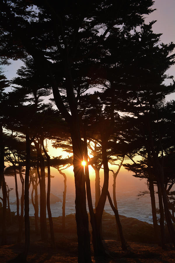 Monterey Cypress Sunset  Photograph by Kyle Hanson