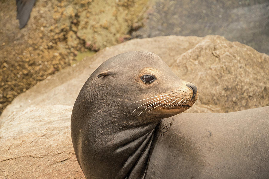 Monterey Sea Lion Photograph by Gail Salter - Pixels