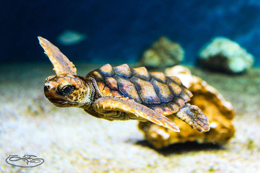 Monterey Sea Turtle Photograph by John Marr