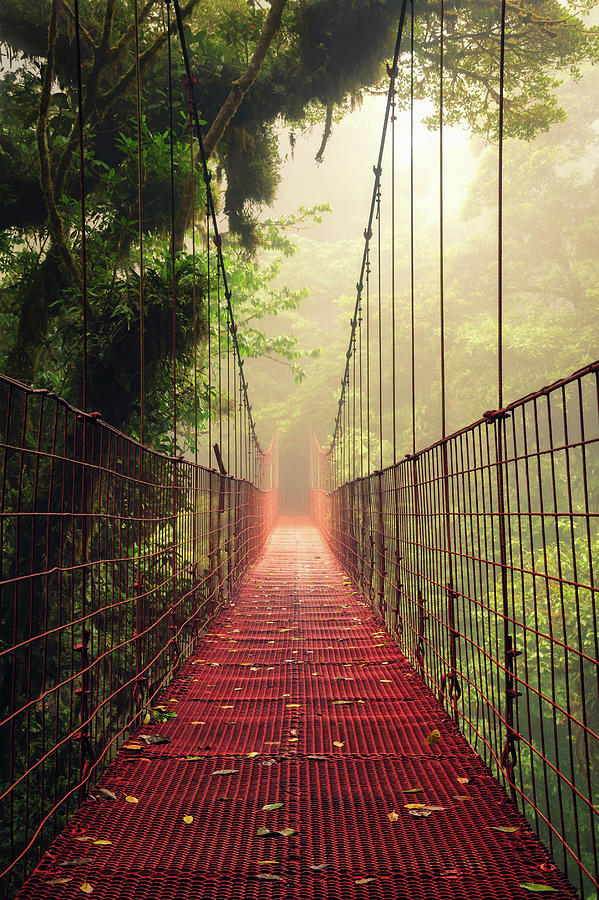 Monteverde Cloud Forest - Costa Rica Photograph by Photograph By Mikael Kvist - Www.photorama.me