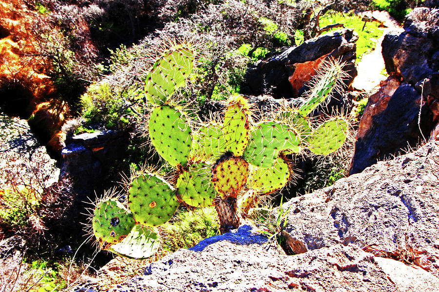 Montezumas Well Cactus on the hill rocks and scrub 3152019 5240.jpg Photograph by David Frederick