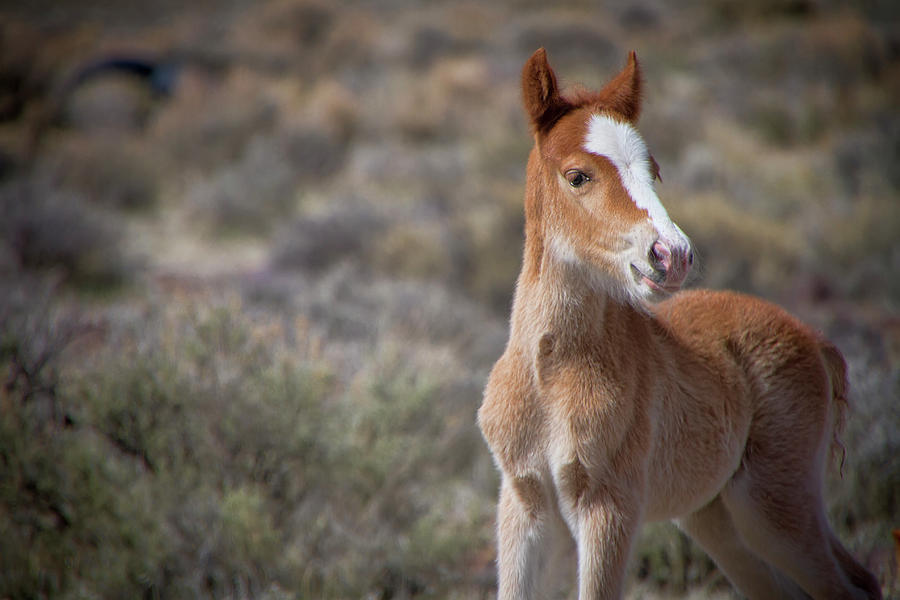 Month old wild baby foal Photograph by Waterdancer
