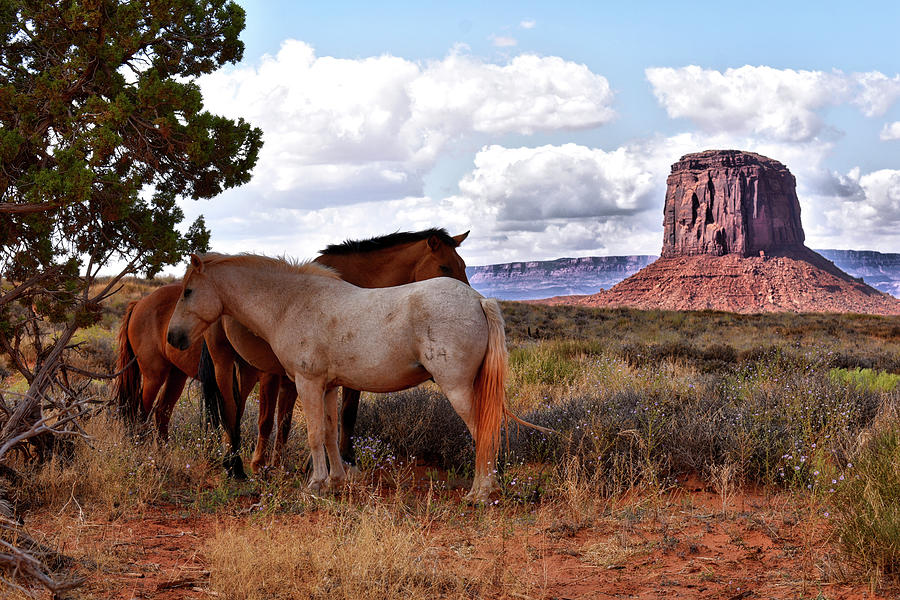 Monument Valley Horses On The Valley Floor 01 Photograph by Thomas Woolworth