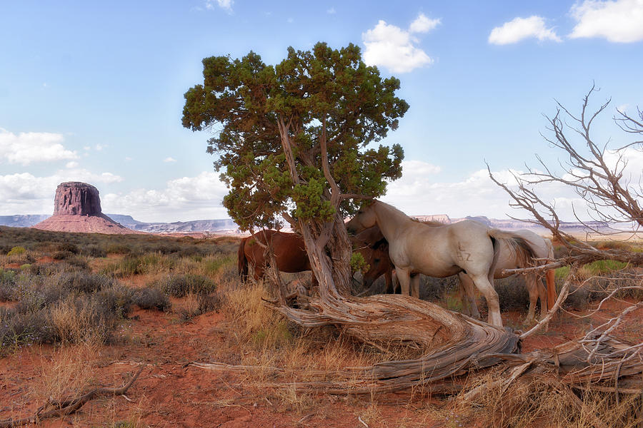 Horse Photograph - Monument Valley Horses On The Valley Floor 04 by Thomas Woolworth