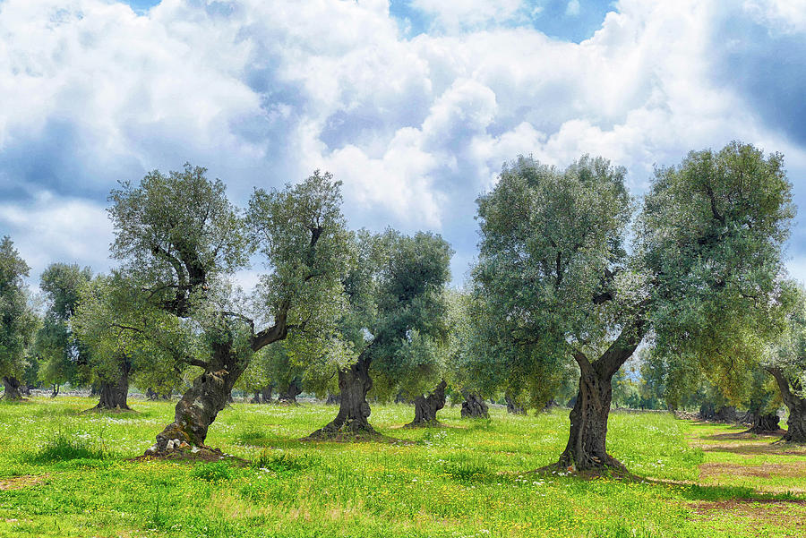 Monumental olive trees, some 2000 years old, Photograph by Steve Estvanik