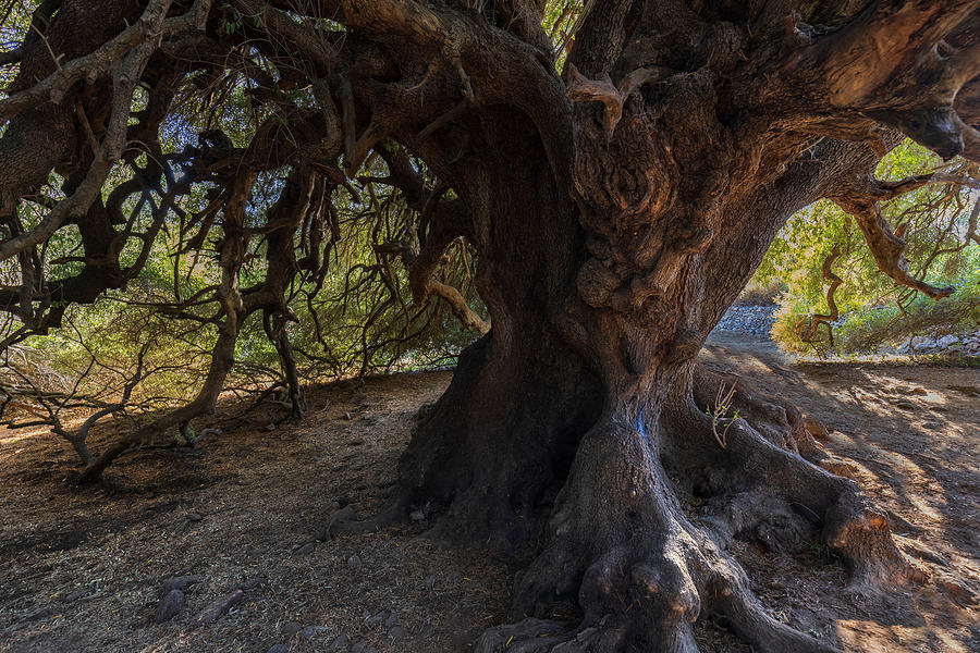 Tree Photograph - Monumental Tree by Paolo Bolla