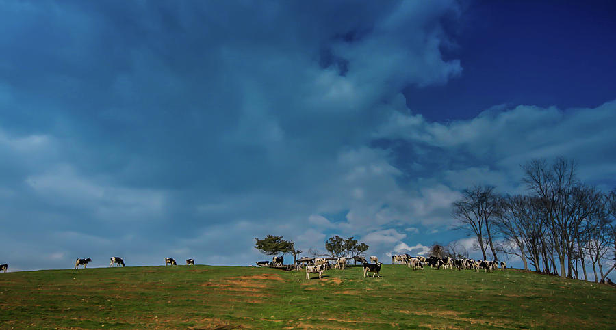 Moo Sky by Lynn Phelps Moo Sky by Lynn Phelps