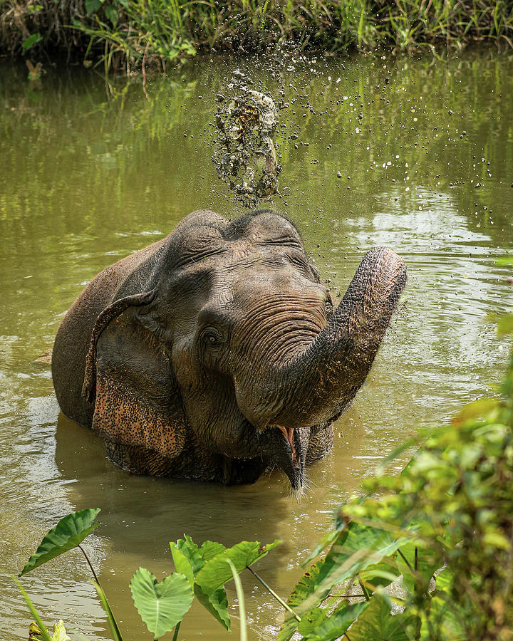 Moo Splash Photograph by Boon Lott's Elephant Sanctuary | Fine Art America