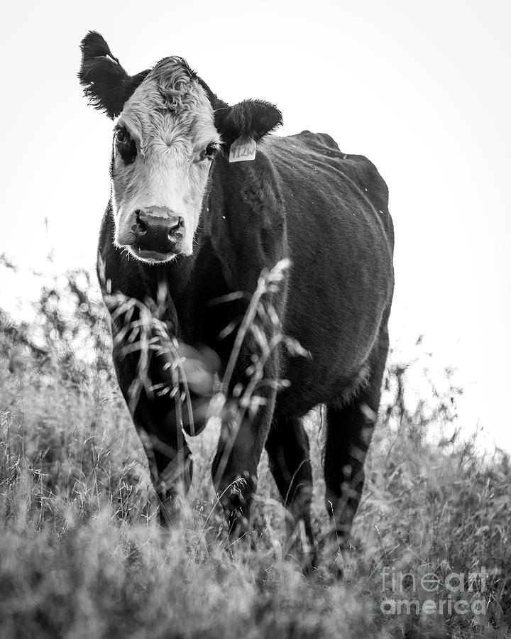 Moo by Vincent Bonafede Moo by Vincent Bonafede