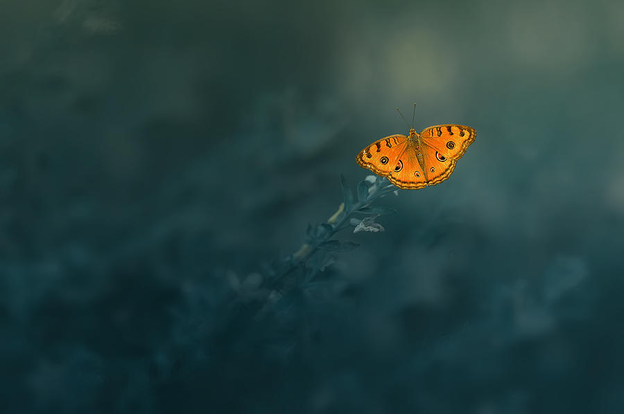 Mood Butterfly Photograph by Edy Pamungkas