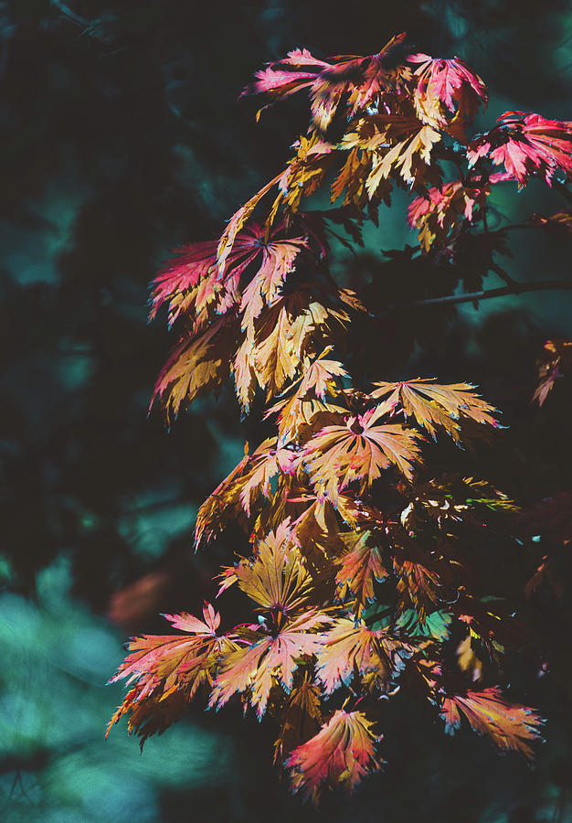 Moody Autumn Leaves Photograph by Andrea Anderegg