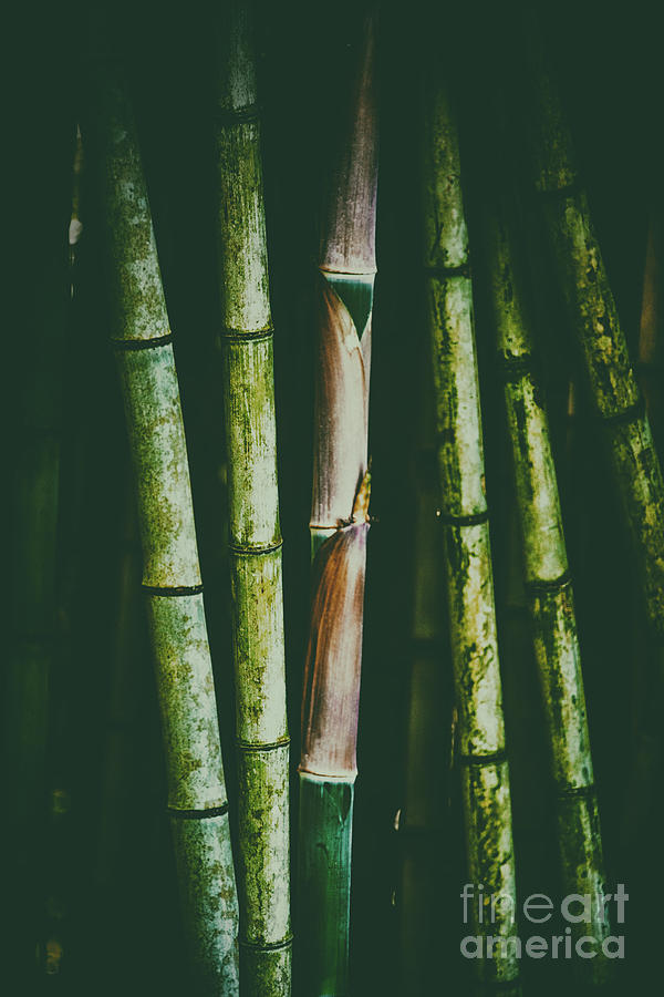 Moody Bamboo Photograph by Scott Pellegrin